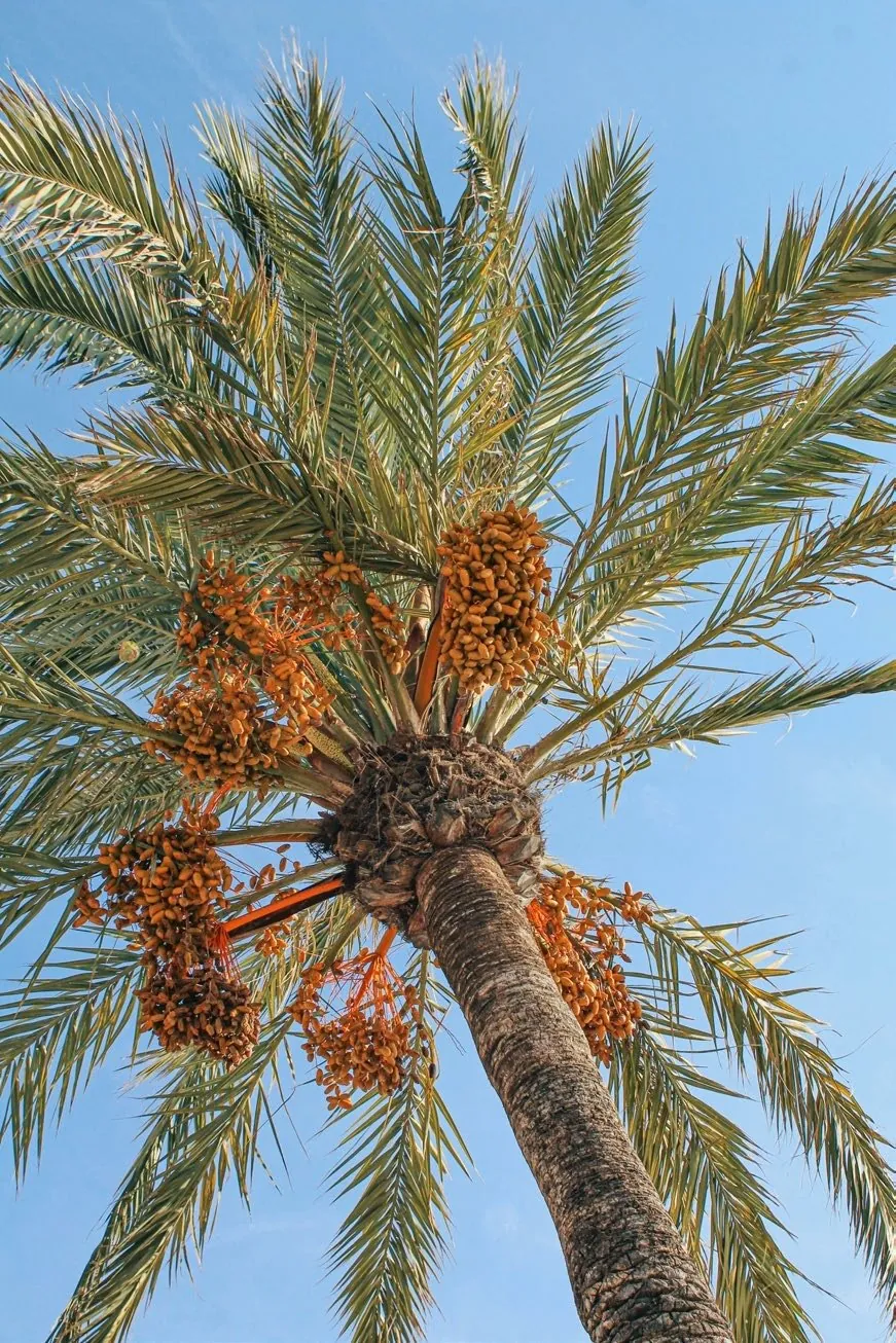 Oasis of Dates Company